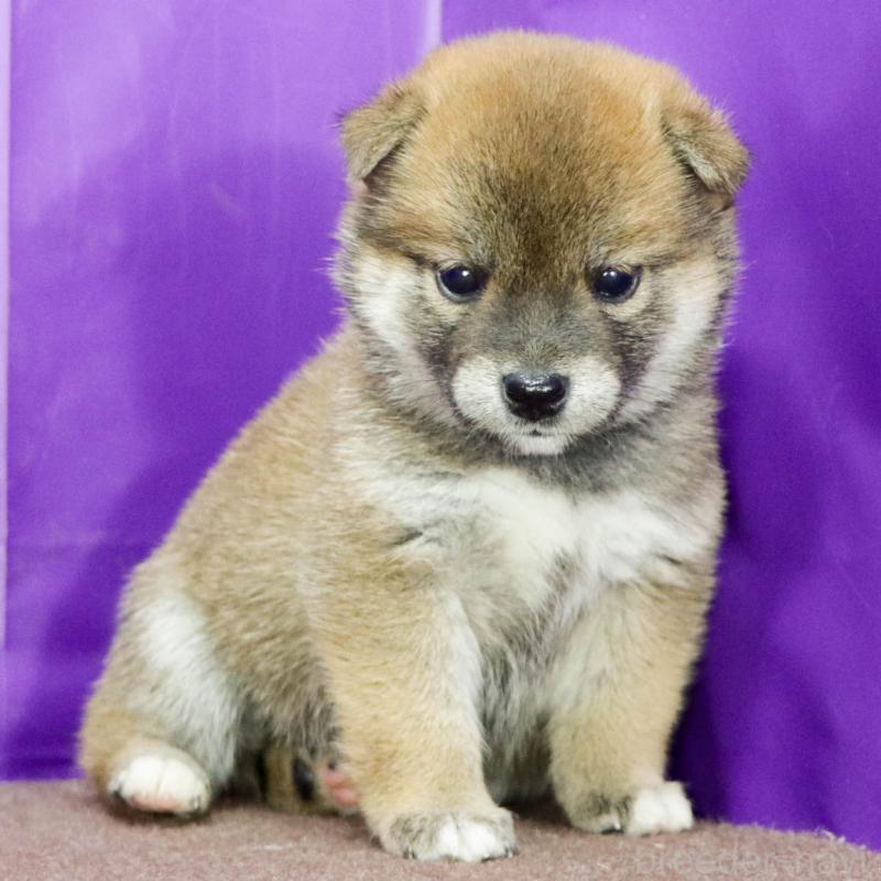 商談中の愛知県の柴犬-402198の4枚目
